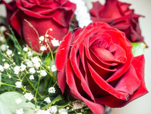 Rose rosse da vicino Concetto di congratulazioni Regalo di compleanno Cesto di fiori