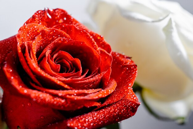 Rose rosse e bianche con carta da parati acqua frizzante.