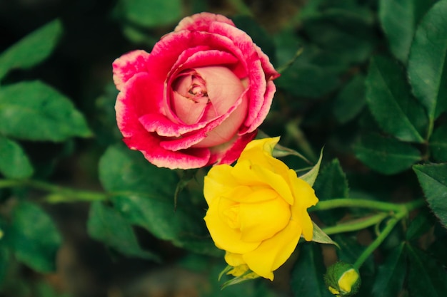 Rose rosse e gialle in fiore