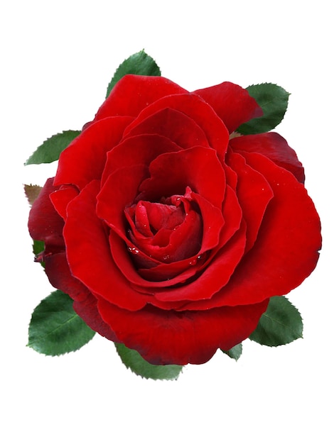 Rose rosse e petali di rosa su sfondo bianco Concetto di giorno di San Valentino