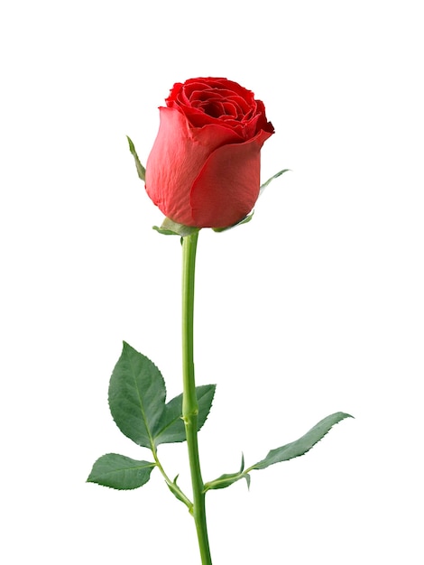 Rose rosse e petali di rosa su sfondo bianco Concetto di giorno di San Valentino