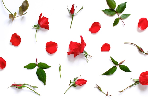 Rose rosse e petali su una vista dall'alto di sfondo bianco