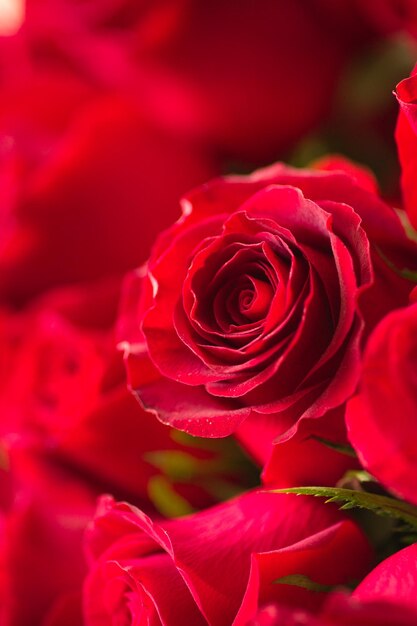 rose rosse Fiori assortiti che sbocciano fotografia macro