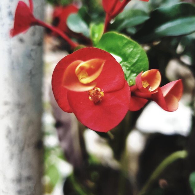 Rose rosse fiori rossi e foglie verdi addobbi natalizi