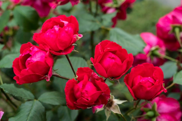 Rose rosse in fiore nella luce naturale del giardino estivo