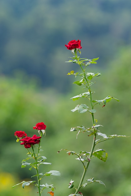 Rose rosse in giardino, le rose sono belle, Fowers per San Valentino.