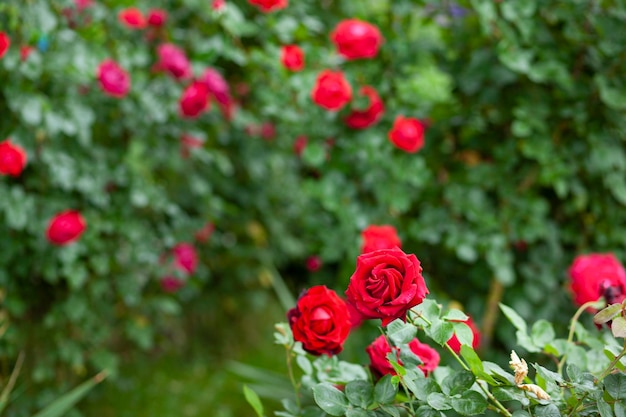 Rose rosse in giardino