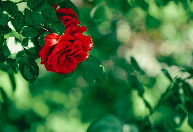 Rose rosse in un bellissimo giardino fiorito come sfondo floreale