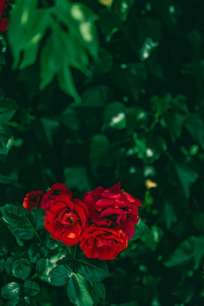 Rose rosse in un bellissimo giardino fiorito come sfondo floreale