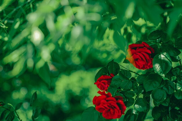 Rose rosse in un bellissimo giardino fiorito come sfondo floreale