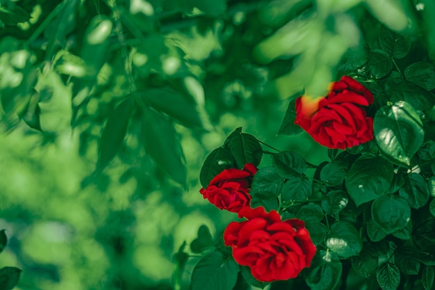 Rose rosse in un bellissimo giardino fiorito come sfondo floreale