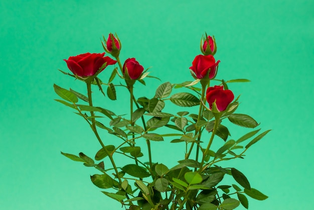 Rose rosse in un vaso su uno sfondo verde. Copia spazio.
