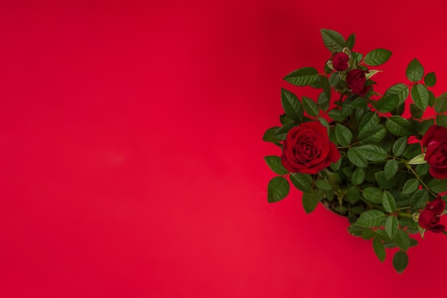 Rose rosse in vaso su fondo rosso. Copia spazio.