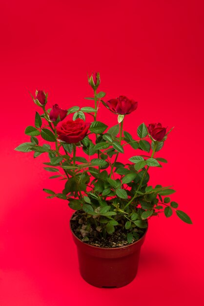 Rose rosse in vaso su fondo rosso. Copia spazio.