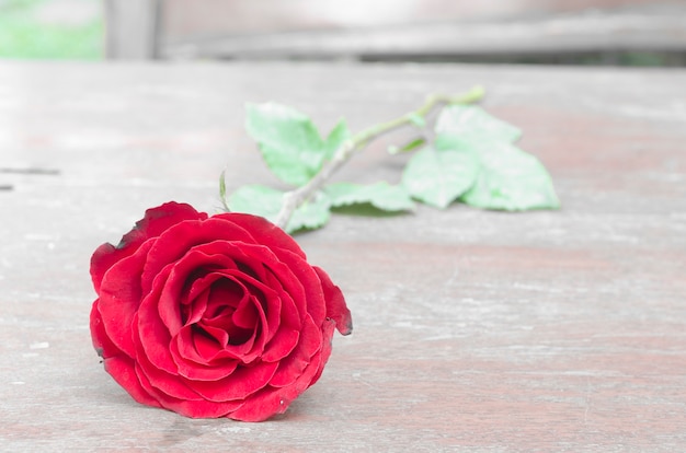 Rose rosse per qualcuno che ami nella stagione di San Valentino.