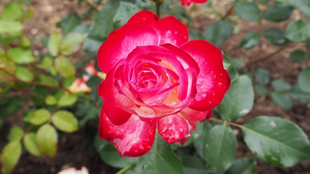 Rose rosse romantiche in fiore Rose rosa e cremisi fioriscono nel giardino Petali con gocce d'acqua