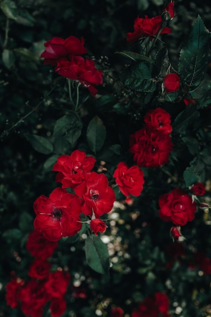 Rose rosse rosse fresche che crescono in giardino che fioriscono e fioriscono in natura