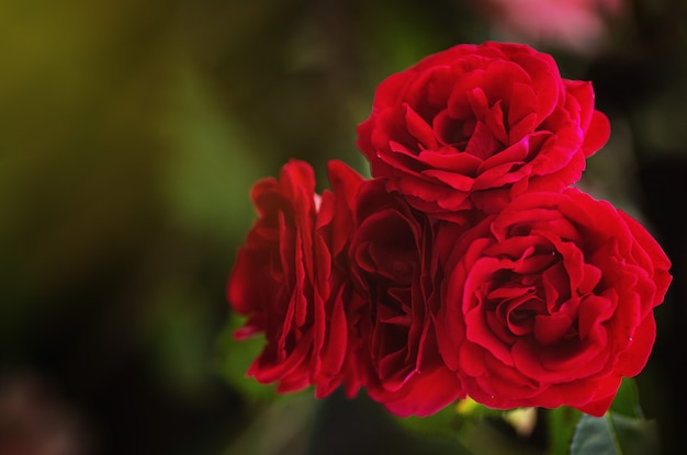 Rose rosse spray da giardino. Foglie verdi sui rami, cespugli di rose fiorite luminose in una giornata di sole. Sfondo floreale naturale. Concetto di fiore botanico. Immagine di messa a fuoco selettiva.