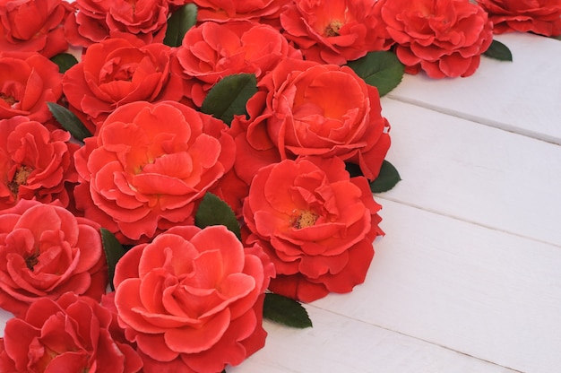 Rose rosse su fondo di legno bianco, cartolina d'auguri.