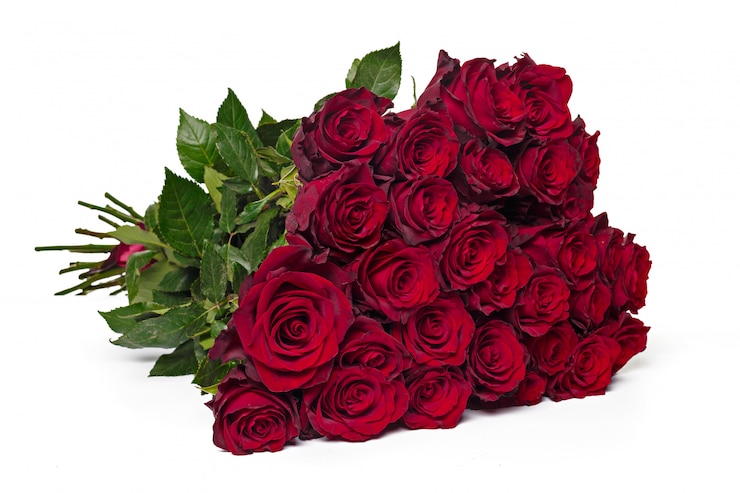 Foto rose rosse su sfondo bianco.