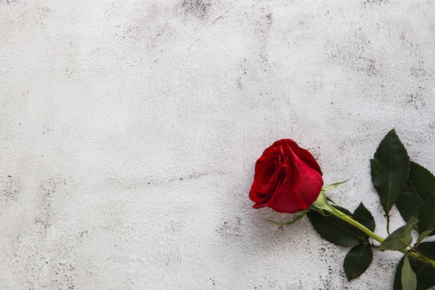 Rose rosse su sfondo grigio pietra. Il concetto di amore il giorno di San Valentino.