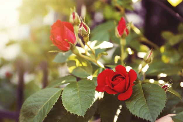 Rose rosse su sfondo verde natura