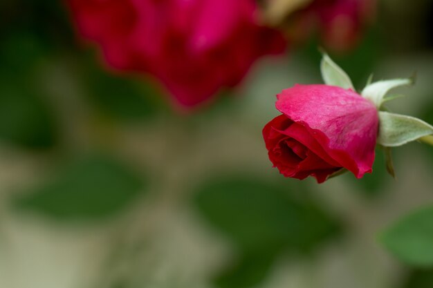 Rose rosse sul ramo