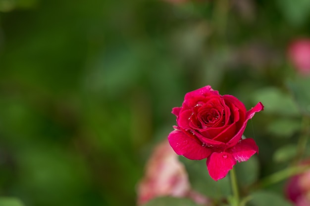 Rose rosse sul ramo