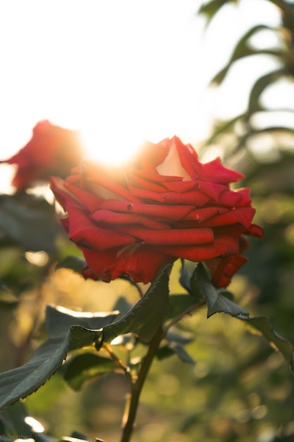 Rose rosse sullo sfondo dei raggi del sole in giardino Banner modello di biglietto di auguri per San Valentino e auguri per la festa della donna Festa della mamma