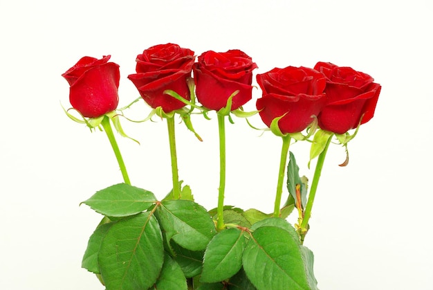 rose rosse