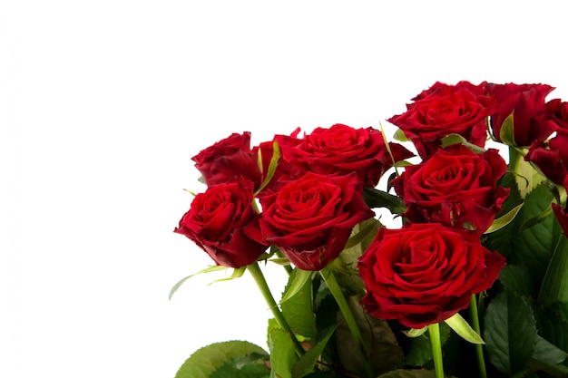 Rose rosse