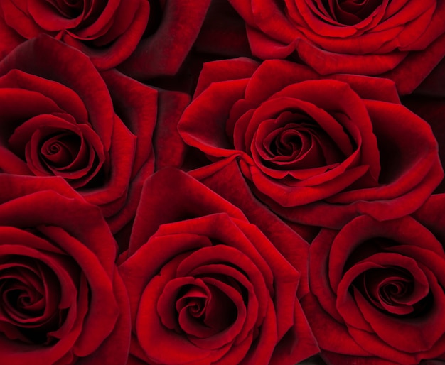 Rose rosse