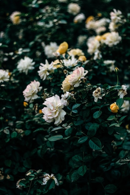 Rose selvatiche bianche e gialle delicate come gli ultimi fiori autunnali del giardino.