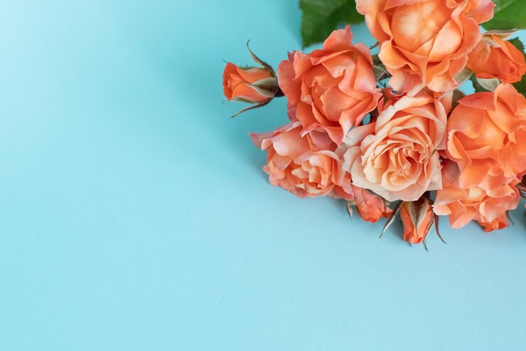 Rose su sfondo blu. Copia spazio
