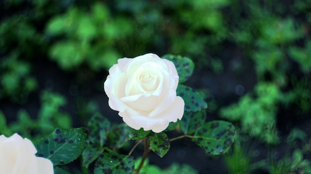 Rose sul fiore della città.