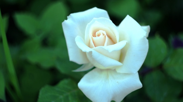 Rose sul fiore della città.