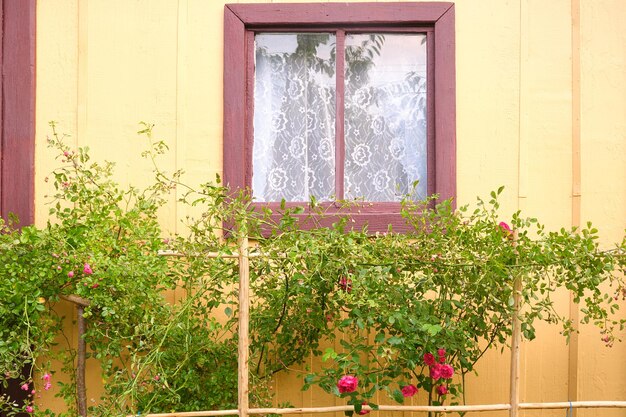 Rose vicino alla finestra di una casa di legno in campagna