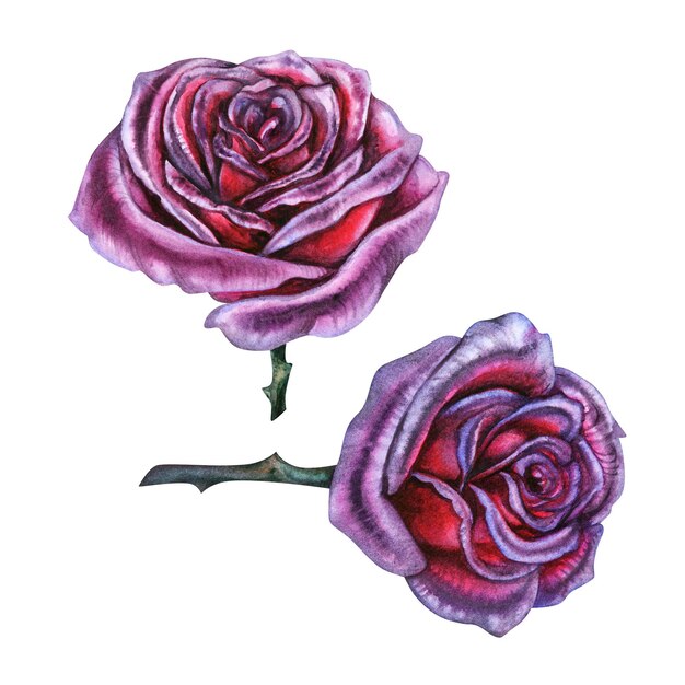 Rose viola scuro con steli e foglie disegnate a mano acquerello