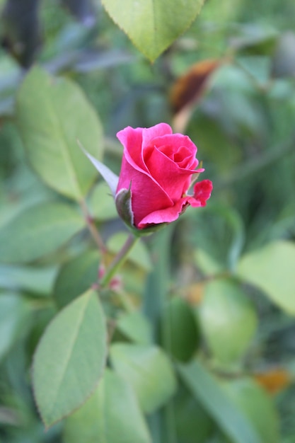 Rosebud