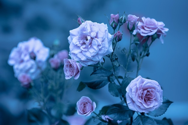 Rosebush nel giardino Sfondo blu della natura del fiore dell'annata