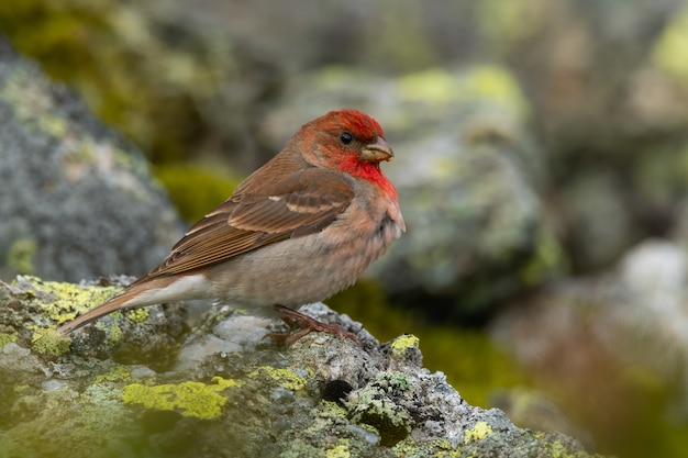 Rosefinch comune seduto su una roccia