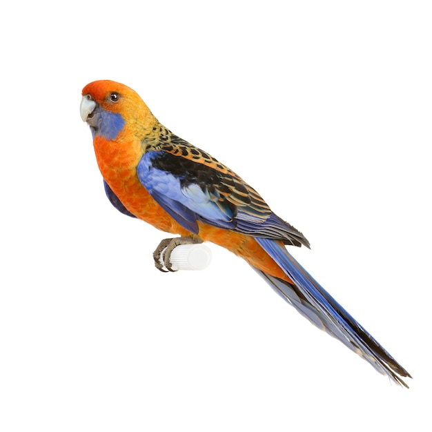 Rosella cremisi - Platycercus elegans isolato