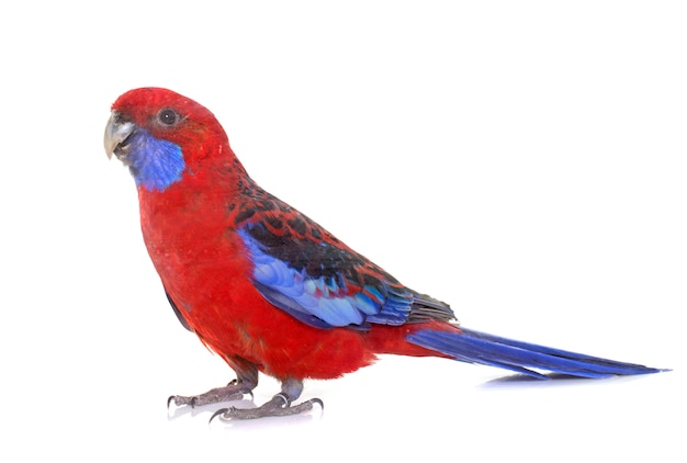 Rosella cremisi