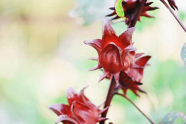 Rosella rossa per la salute bere erbe naturali, Hibiscus sabdariffa - Roselle frutti pianta su albero in giardino con sfondo verde foglia