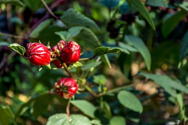 Roselle può riferirsi a Roselle (pianta), una specie di ibisco (Hibiscus sabdariffa)