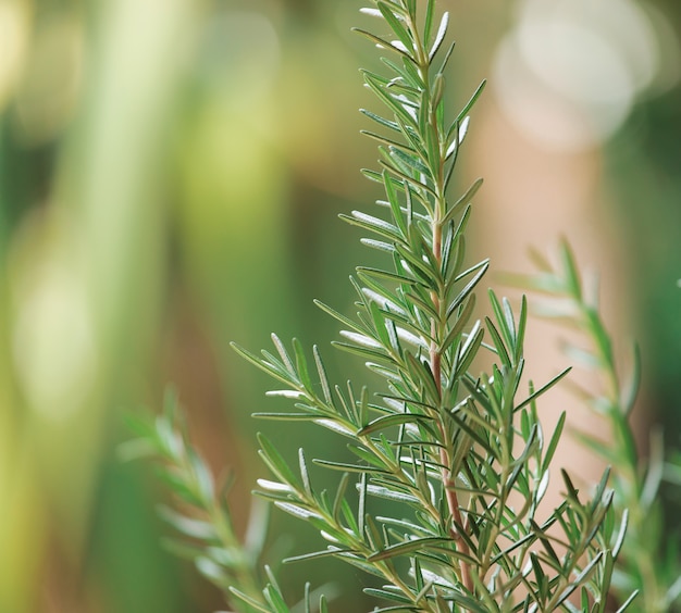 Rosemary Herb fresco che cresce all'aperto