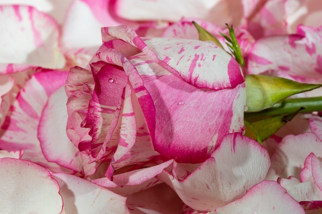 Roseo rosso e bianco su uno sfondo rosa in petali e gocce d'acqua macro