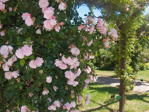 Roseraiesaint galmierloirefrance