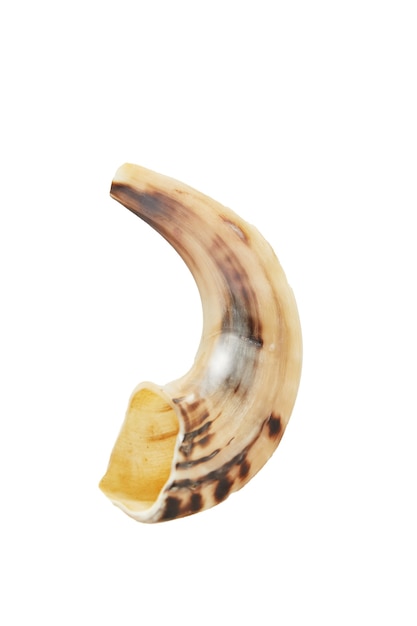 Rosh Hashanah - concetto di festa di Capodanno ebraico. Shofar isolato su sfondo bianco