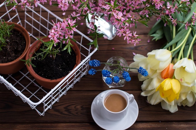Rosmarino in crescita in un vaso di ceramica su uno sfondo di legno funzionante con una tazza di caffè caldo Tulipani in fiore cespuglio di rose floristica e cura di piante e fiori
